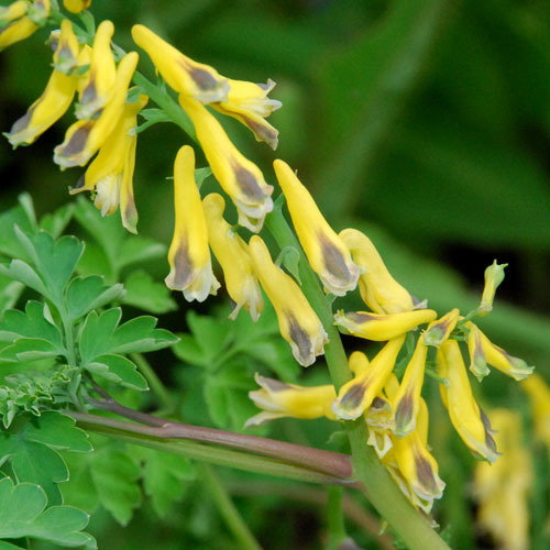 Corydalis Heterocarpa5