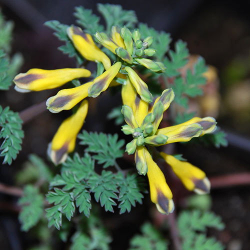 Corydalis Heterocarpa