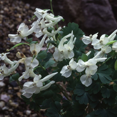 Corydalis Malkensis