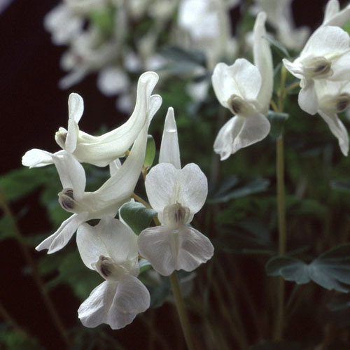 Corydalis Malkensis