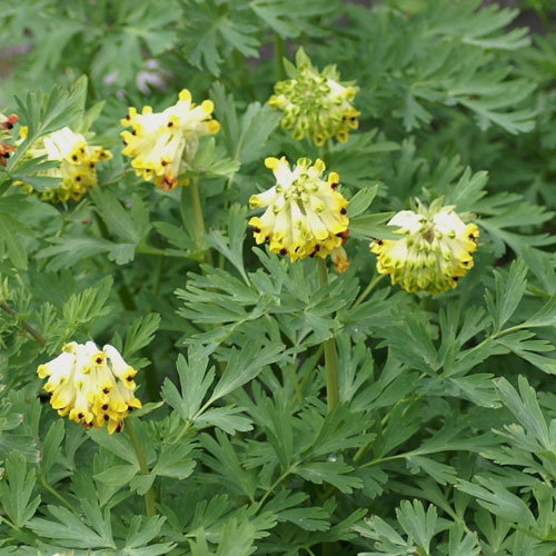 Corydalisnobilis