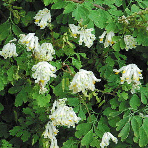 Corydalis Ochroleuca Wide