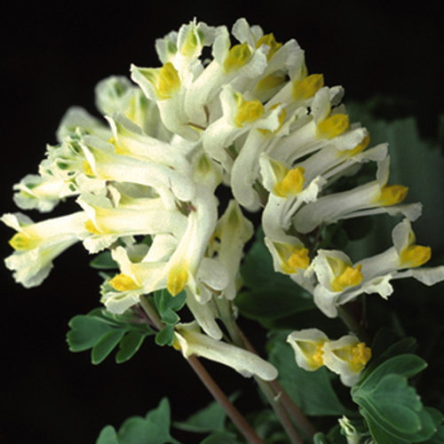 Corydalis Ochroleuca