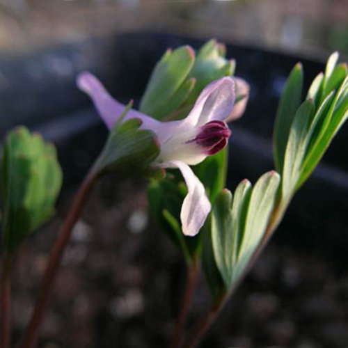 Corydalis Paczoski