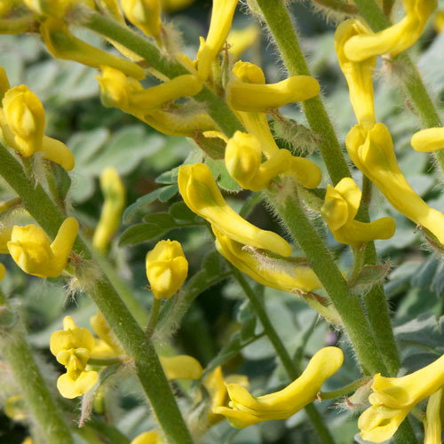 Corydalistomentella