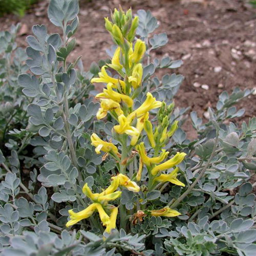 Corydalis Wilsonii