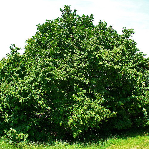 Corylus Avellana