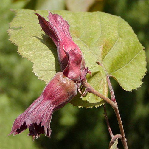 Corylus Maxima Fruit