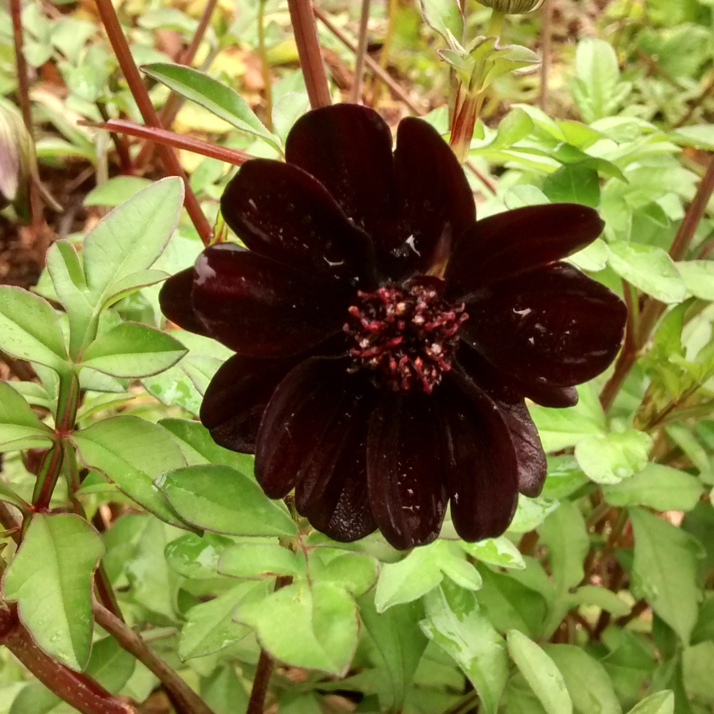 Cosmos Atrosanguineus