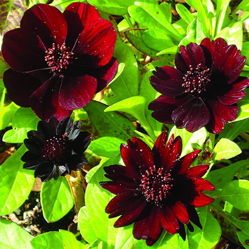 Cosmos Atrosanguineus