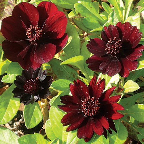 Cosmos Atrosanguineus Rgb