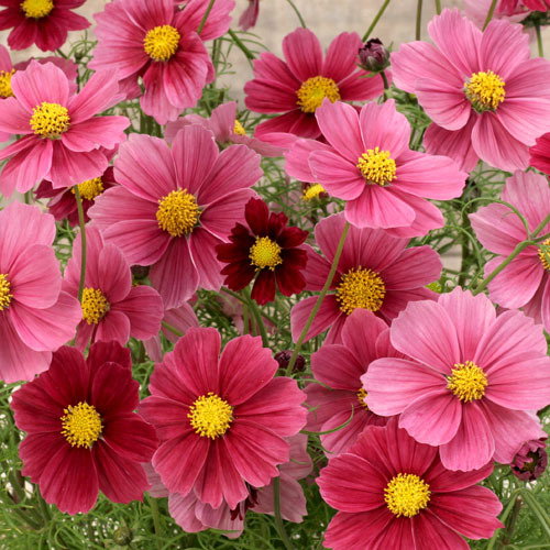 Cosmos Antiquity Cos015jpg