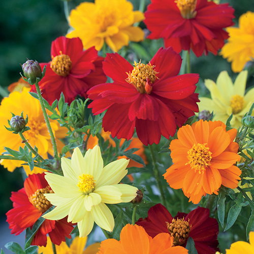 Cosmos Brightness Mixed
