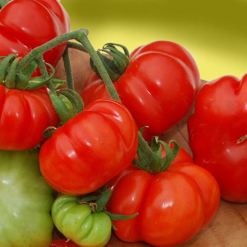Costoluto Genovese