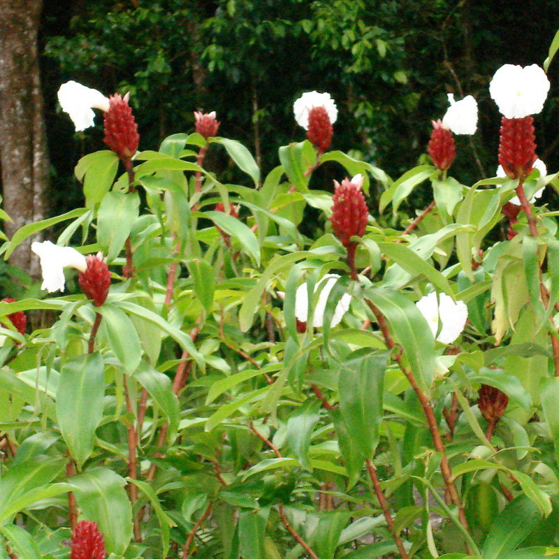 Costus Speciosus Wide
