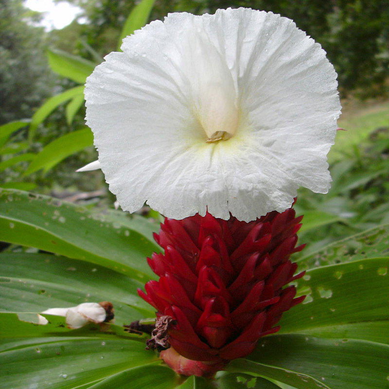 Costus Speciosus Rgb