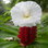 Costus Speciosus Rgb