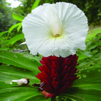 Costus Speciosus