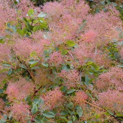 Cotinus Coggygria