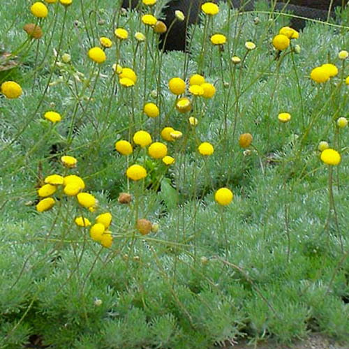Cotula Hispida