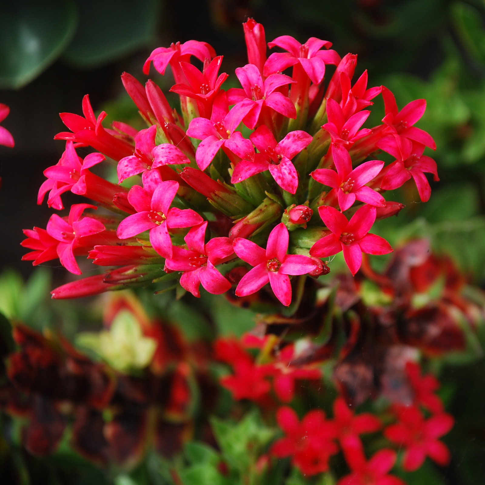 Crassula Coccinea