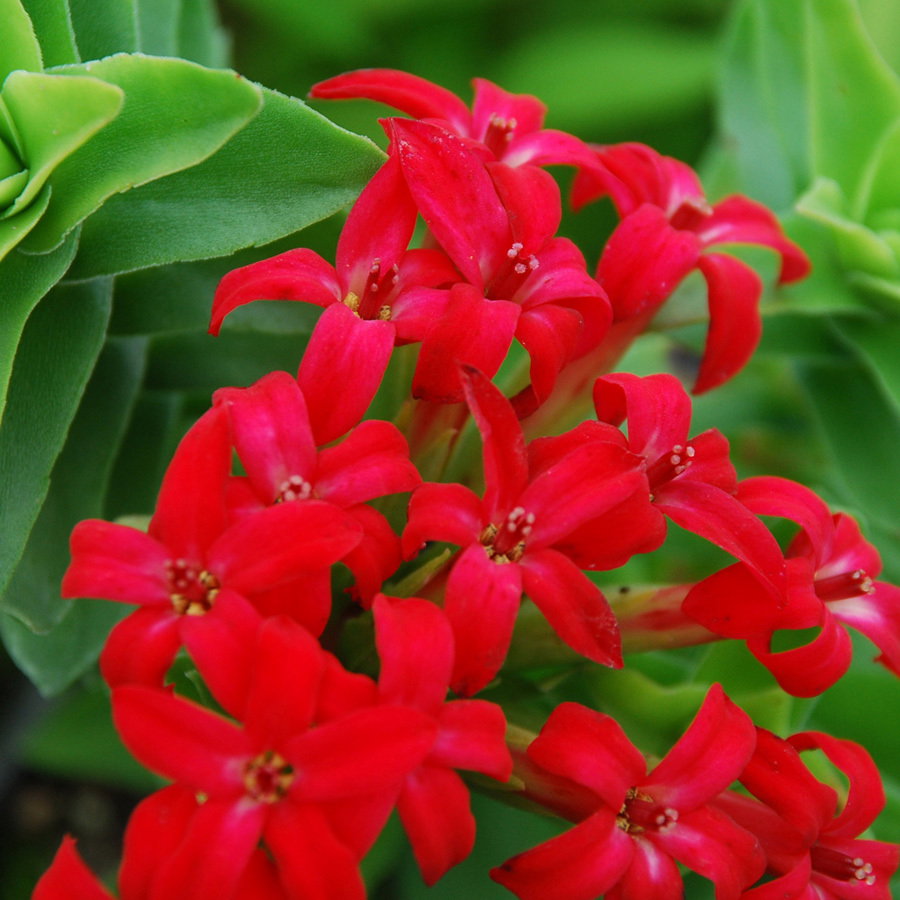 Crassula Coccinea1