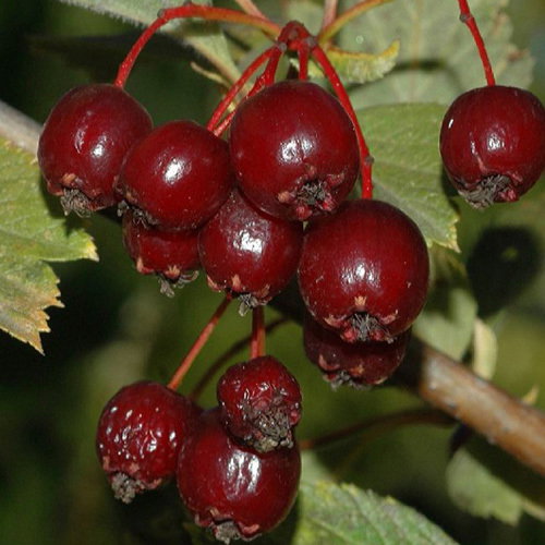 Crataegus Maximowiczii