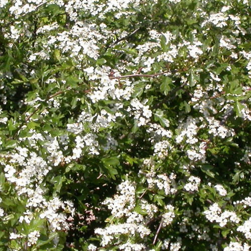 Crataegus Monogyna