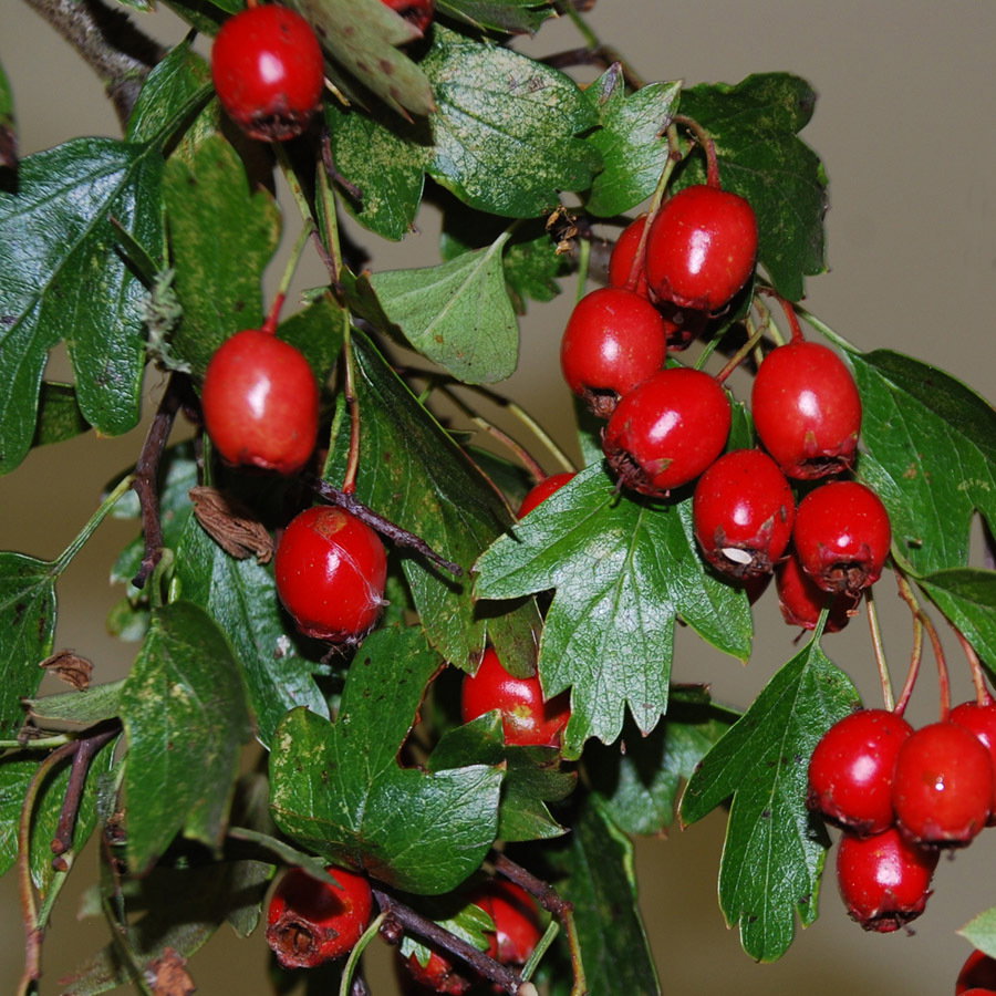 Crataegus Monogyna
