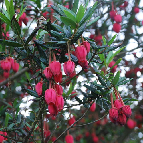 Crinodendron Hookerianum