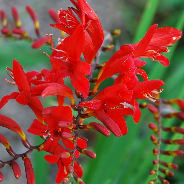 Crocosmia Lucifer