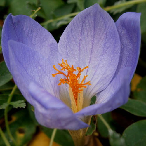 Crocus Pulchellus