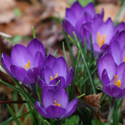 Crocus Tommasinianus