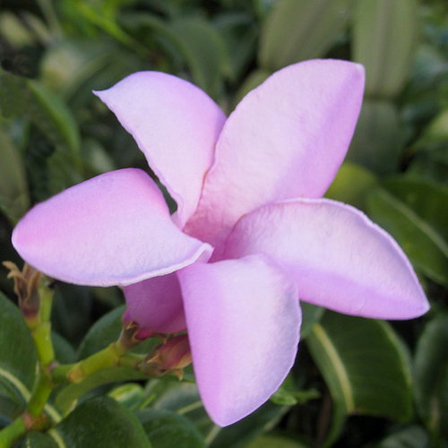 Cryptostegia Grandiflora1