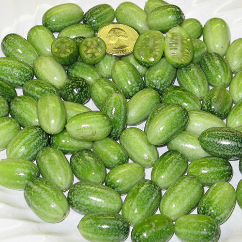 Cucamelons1