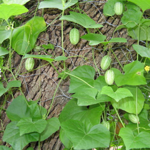 On The Vine