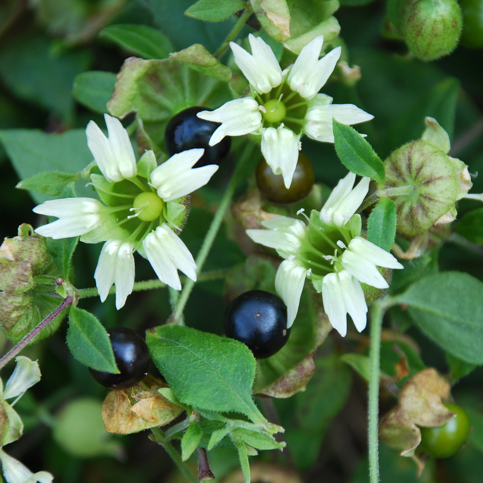 Cucubalus Silene Baccifer