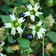 Cucubalus Silene Baccifer