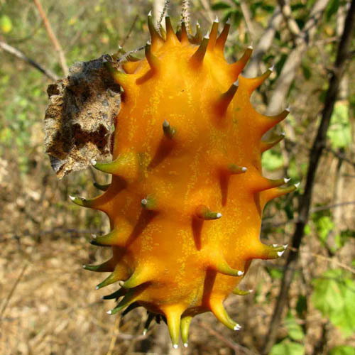 Cucumis Metuliferius