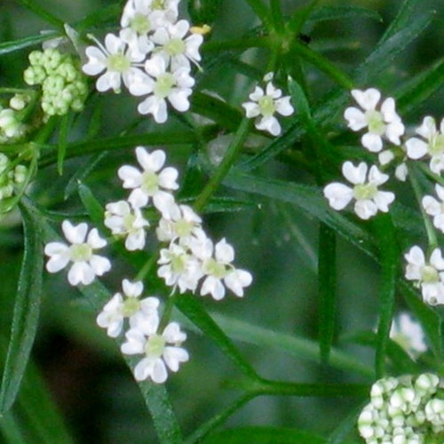 Cumin Flower