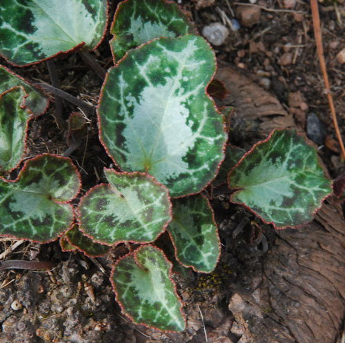 Cyclamen Africanum Leaves
