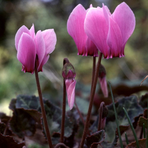 Cyclamen Africanus