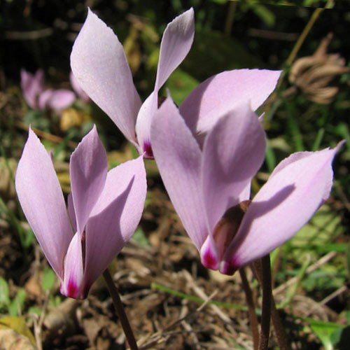 Cyclamen Ciliatum