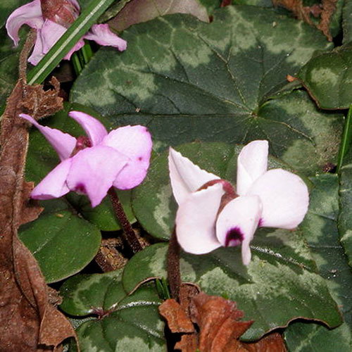 Cyclamen Coum Mixed