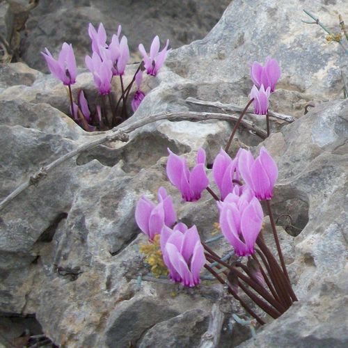 Cyclamen Graecum500