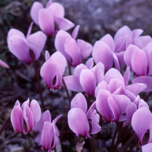 Cyclamen Hederifolium