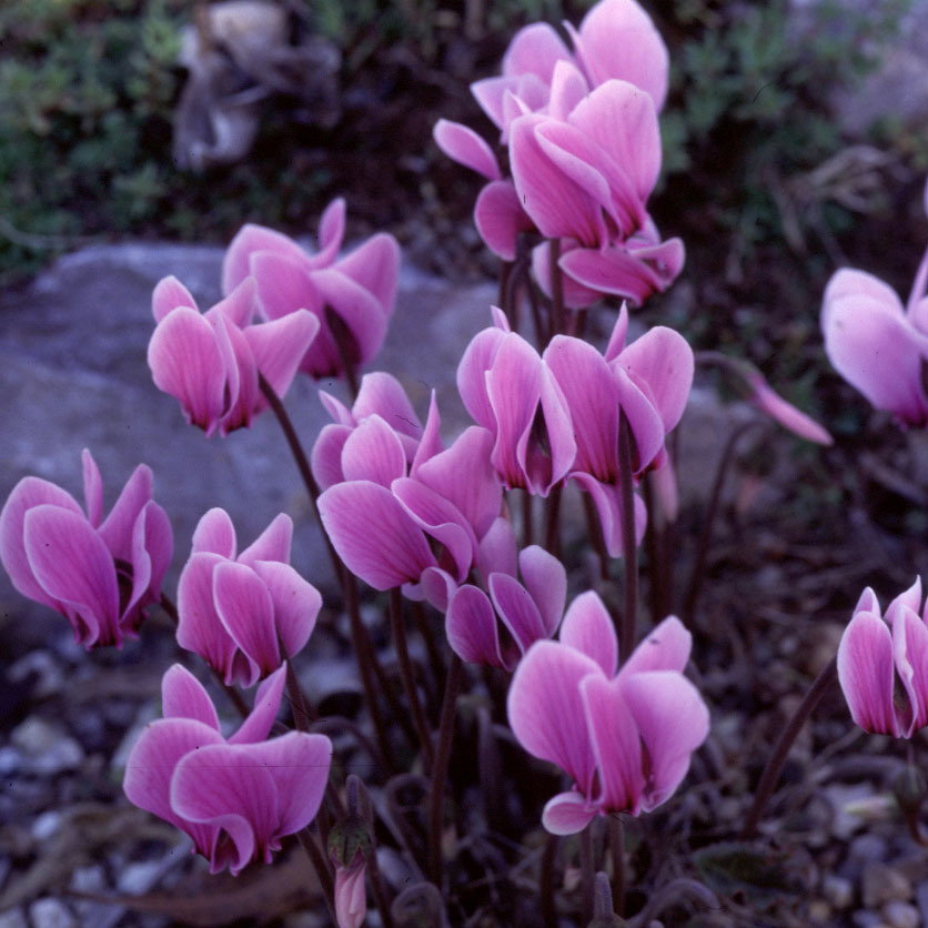Cyclamen Hederifolium