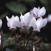 Cyclamen Hederifolium