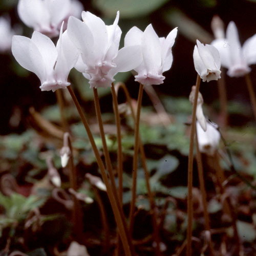 Cyclamen Hederifolium Album
