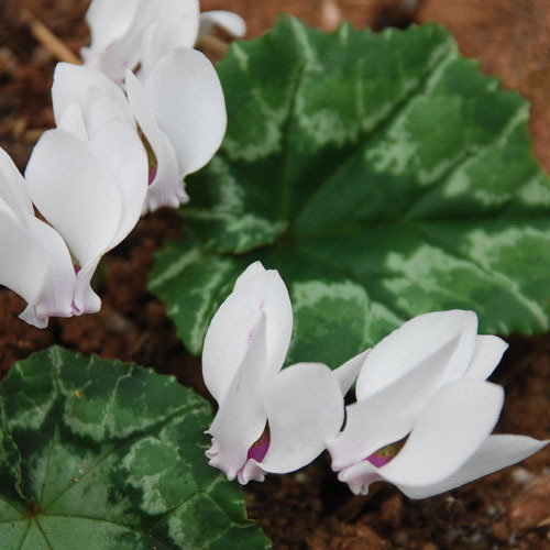 Cyclamen Herifolium Album